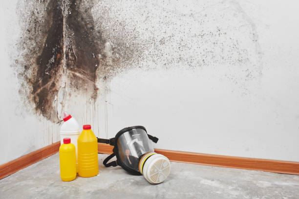 Professional Mold Removal in North Utica, IL