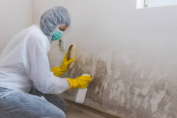 Best Mold Damage Repair  in North Utica, IL