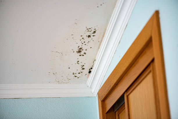 Best Mold Cleaning Services  in North Utica, IL