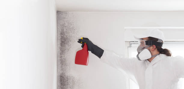 Best Attic Mold Removal  in North Utica, IL