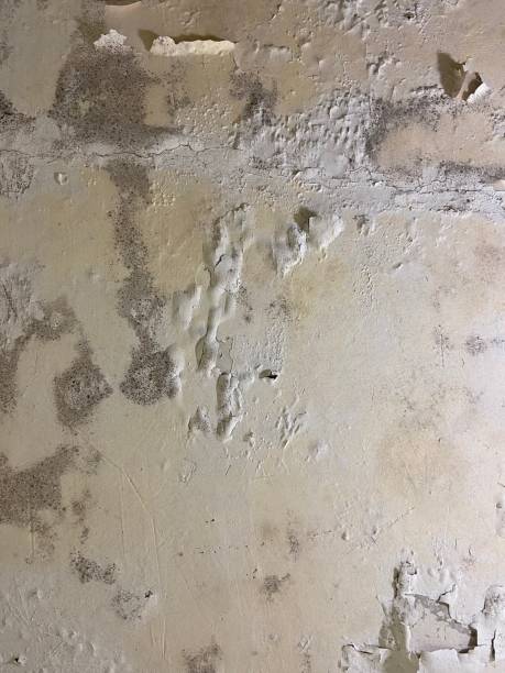 Best Professional Mold Removal  in North Utica, IL